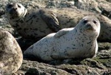 The Adventure Crossing (Victoria to Vancouver)